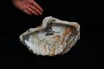 fossiele kom - Fossiel fragment - 29 cm