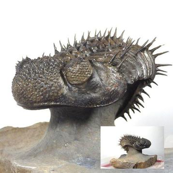 Trilobite épineux - Carapace fossilisée - Drotops armatus -