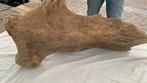 Wolharige mammoet - Fossiel opperarmbeen - 75 cm - 45 cm, Verzamelen, Mineralen en Fossielen