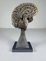 sculptuur, Anatomical Brain - 24 cm - Hout, Hars, Antiek en Kunst