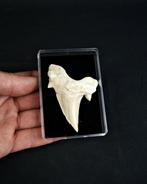 Haai - Fossiele tand - Enorme Otodus obliquus de alta