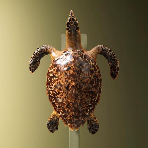 Schildpad Antiek Taxidermie Opgezette Dieren By Max, Verzamelen, Dierenverzamelingen, Opgezet dier, Nieuw, Reptiel of Amfibie