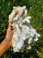 Verbazingwekkende Koraal Chalcedoon Kristal op matrix -