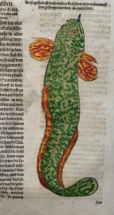 Conrad Gesner - Fischbuch - 1598, Antiek en Kunst, Antiek | Boeken en Manuscripten