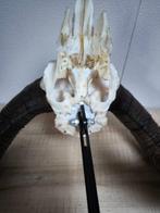 Mouflon Schedel van een zoogdier - Ovis - 32 cm - 44 cm - 26