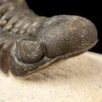 Trilobieten: Getuigen van de dageraad van het leven