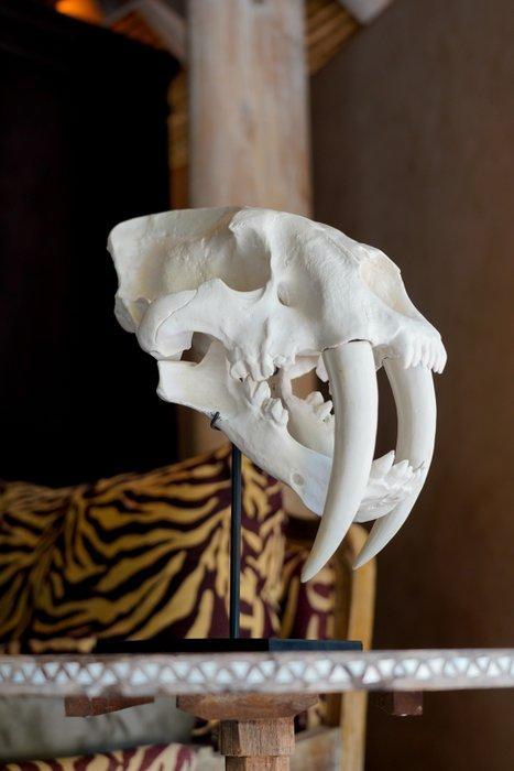 PAS DE PRIX MINIMAL - Une réplique de crâne de tigre à dents, Verzamelen, Dierenverzamelingen