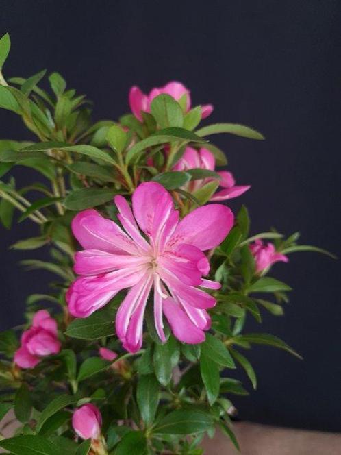 Satsuki Azalea – Geen minimumprijs - Hoogte (boom): 35 cm -, Antiek en Kunst, Curiosa en Brocante