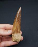 Spinosaurus - Fossiele tand - Spinosaurus aegyptiacus Gran, Verzamelen