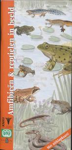In beeld 8 - Amfibieen en reptielen in beeld 9789050111652, Boeken, F. Bos, Zo goed als nieuw, Verzenden