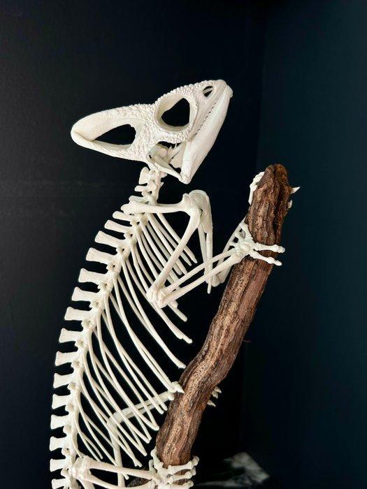 Kameleon Skelet - Chamaeleo calyptratus - replica - 43 cm -, Verzamelen, Dierenverzamelingen