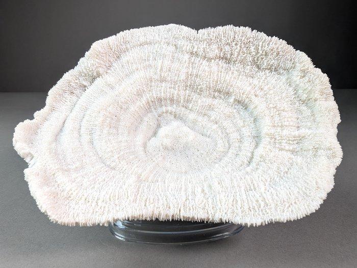 Prachtig komkoraal Koraal - Halomitra pileus (with Import, Collections, Collections Animaux