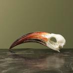 Roodsnaveltok M Schedel Taxidermie Opgezette Dieren By Max, Verzamelen, Ophalen of Verzenden, Nieuw, Vogel, Opgezet dier