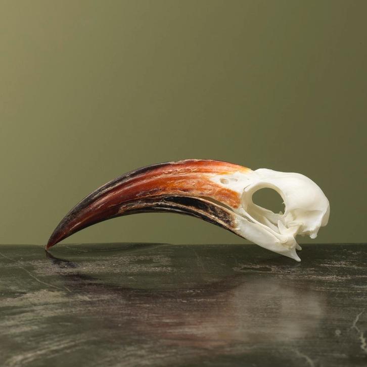 Roodsnaveltok M Schedel Taxidermie Opgezette Dieren By Max, Collections, Collections Animaux, Enlèvement ou Envoi