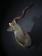 Greater Kudu Taxidermie wandmontage - Tragelaphus