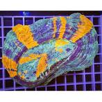 Rainbow Acanthophyllia XL WYSIWYG, Animaux & Accessoires, Reptiles & Amphibiens