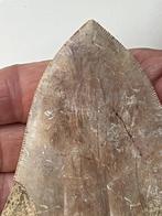 Megalodon tand 11,9 cm - Fossiele tand - Carcharocles, Verzamelen, Mineralen en Fossielen