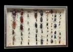 African Beetle Collection (39X26 cm)  - Diorama Cerembycidae, Collections