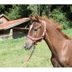 Licol poulain nylon rouge, Animaux & Accessoires, Chevaux & Poneys | Autres trucs de cheval
