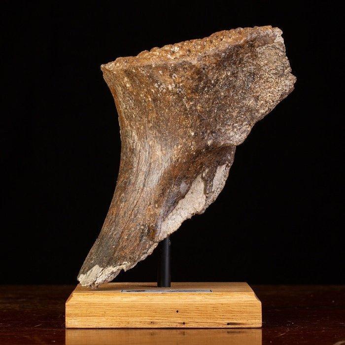 Exclusief fossielmonster - Mammuth Bone - Fossiel bot -, Collections, Collections Animaux