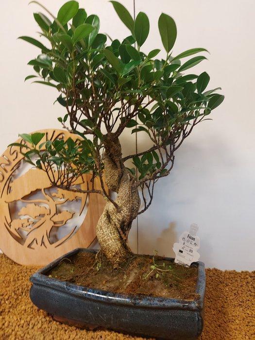 Vijgenboom bonsai (Ficus) - Hoogte (boom): 48 cm - Diepte, Antiquités & Art, Curiosités & Brocante
