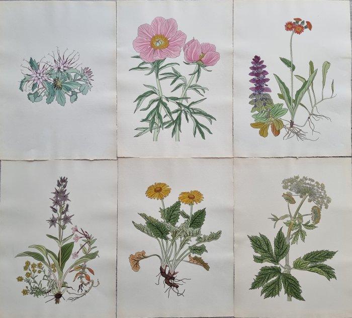 Weisz, Josef (1894/ 1969) - Lot of 12 plates from Blumen, Antiquités & Art, Antiquités | Livres & Manuscrits