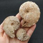3 chalcedoniseerde ammonieten - Gefossiliseerd dier (Zonder, Verzamelen, Mineralen en Fossielen