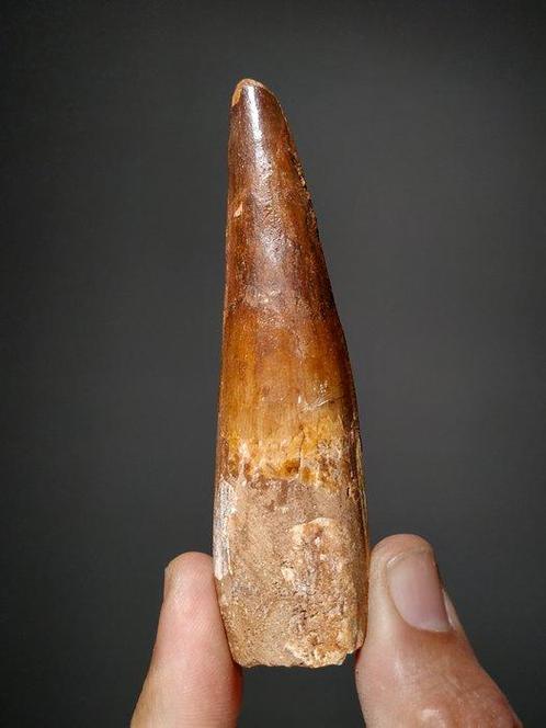 Prachtige dinosaurustand van aanzienlijke omvang - Fossiele, Verzamelen, Mineralen en Fossielen