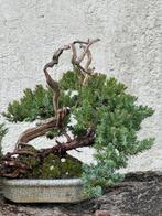 Jeneverbes bonsai (Juniperus) - Hoogte (boom): 16 cm -