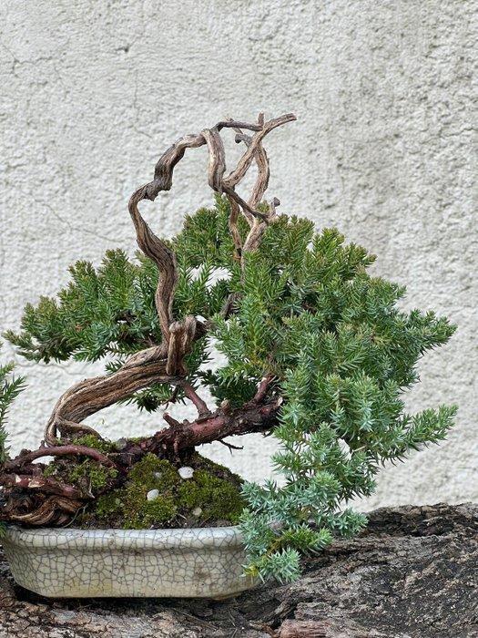 Jeneverbes bonsai (Juniperus) - Hoogte (boom): 16 cm -, Antiquités & Art, Curiosités & Brocante