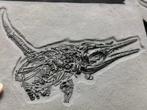 Verbazingwekkende REPLICA Mosasaurus-fossielen -