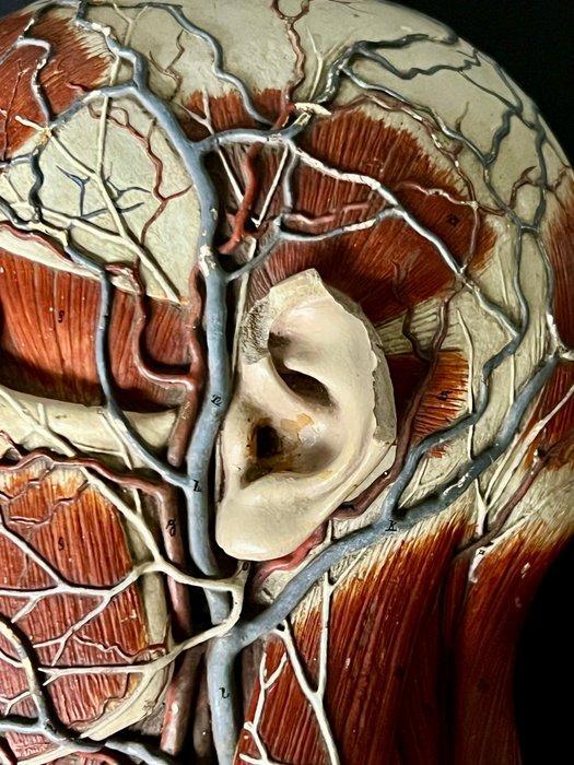Onderwijs/demonstratiemodel - Gips - 1940-1950 - Hersentop, Antiek en Kunst, Curiosa en Brocante