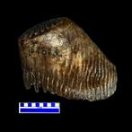 enorme kies - Fossiele kies - Mammuth primigenius - 30 cm -