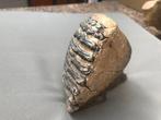Wolharige mammoet - Fossiele tand - 16 cm - 13 cm