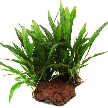 Microsorum pteropus op Lavasteen, Dieren en Toebehoren, Vissen | Aquaria en Toebehoren, Nieuw, Verzenden