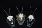 Chamois -skull Schedel - Rupicapra rupicapra - 0 cm - 0 cm -, Verzamelen, Nieuw