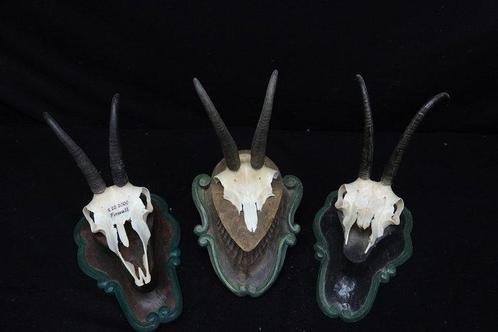 Chamois -skull Schedel - Rupicapra rupicapra - 0 cm - 0 cm -, Verzamelen, Dierenverzamelingen