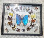 Vlinder Taxidermie volledige montage - Morpho - 32 cm - 40, Verzamelen, Dierenverzamelingen, Nieuw