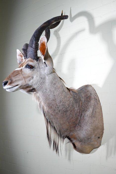 Greater Kudu Shoulder-mount - Schedel - Tragelaphus, Verzamelen, Dierenverzamelingen