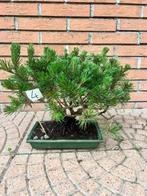 Den bonsai (Pinus) - Hoogte (boom): 30 cm - Diepte (boom):