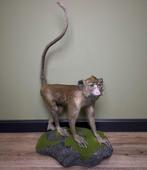 Java Aap Taxidermie Opgezette Dieren By Max, Verzamelen, Dierenverzamelingen, Ophalen of Verzenden, Nieuw, Wild dier, Opgezet dier
