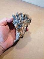 Mammouth laineux - Molaire fossile - Mammuthus primigenius