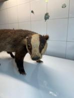 Collectie met dierenthema - Tassidermia tasso, Nieuw