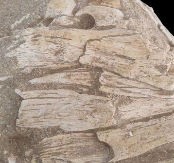 Zeereptiel - Gefossiliseerde kaak - mosasaurio - 38 cm - 20