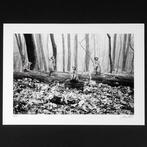 Frank Machalowski - tierwald#42