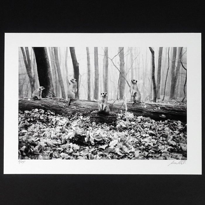 Frank Machalowski - tierwald#42, Antiek en Kunst, Kunst | Designobjecten