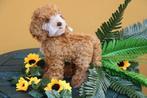 Steiff: Ricky de cockapoo, 27cm, - Animal en peluche - 2020