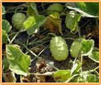 Cucumis Aculeatus BE = sier Cucumis Aculeatus BE = si, Nieuw