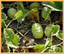 Cucumis Aculeatus BE = sier Cucumis Aculeatus BE = si, Hobby en Vrije tijd, Knutselen, Nieuw