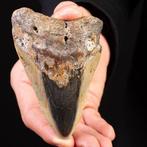 Megalodon fossiele tand - - Fossiele tand - Carcharocles
